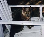 cinders.jpg (5223 bytes)