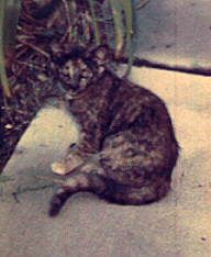 Picture of 



Fraidy Cat