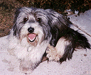 Picture 



of Rockie